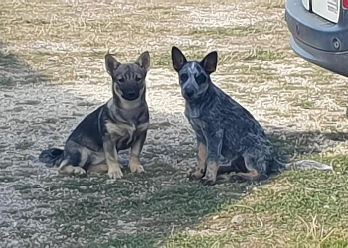 Roulotte A Sapharey Camping